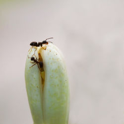 Close-up of insect on leaf