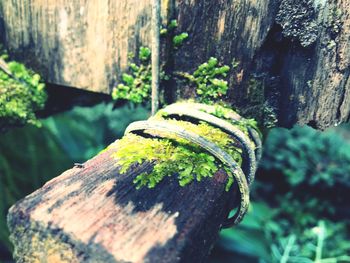 Close-up of moss growing on tree trunk