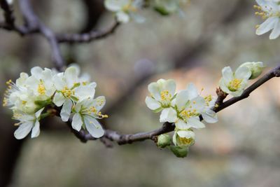 Close-up of cherry blossoms in spring