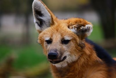 Close-up portrait of a maned wolf