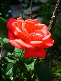 Close-up of red rose blooming outdoors