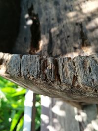 Close-up of insect on wood