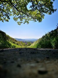 Surface level of road amidst trees against sky