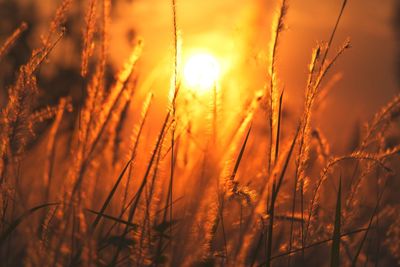 Close-up of stalks against sunset