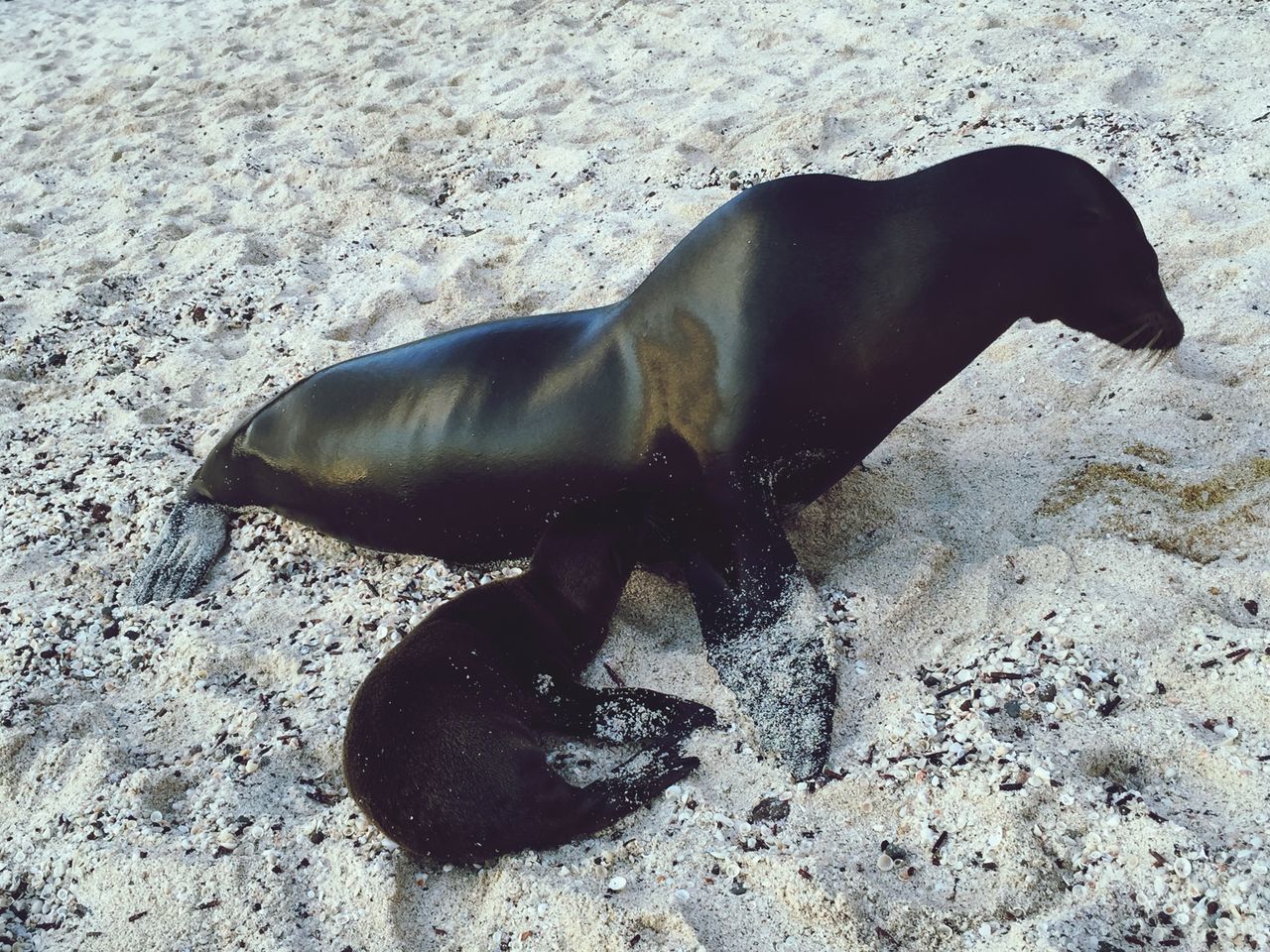 HIGH ANGLE VIEW OF A HORSE ON THE BEACH