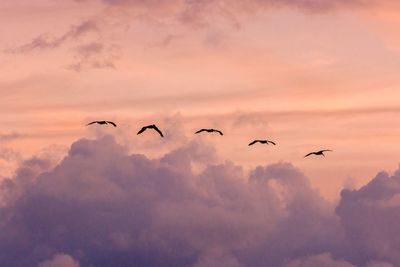 Low angle view of birds flying in sky