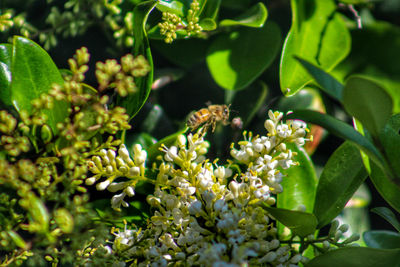 Close-up of insect on plant