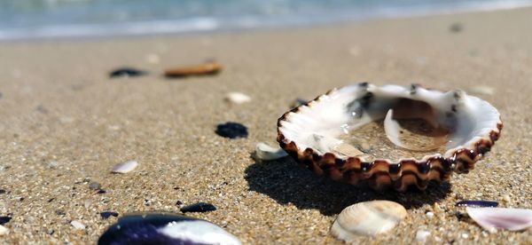 Close-up of seashell on beach