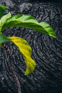 High angle view of green leaf on tree trunk