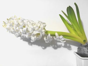 Close-up of flower over white background