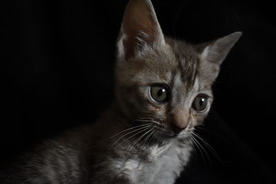 Close-up portrait of a cat