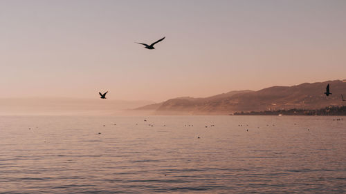 Silhouette bird flying over sea against sky during sunset