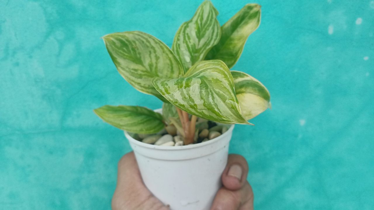 CLOSE-UP OF PERSON HOLDING BLUE LEAF