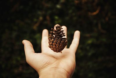 Cropped image of hand catching pine cone