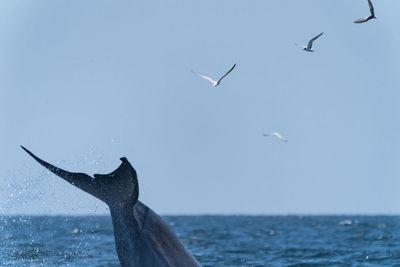 Seagull flying over sea against clear sky