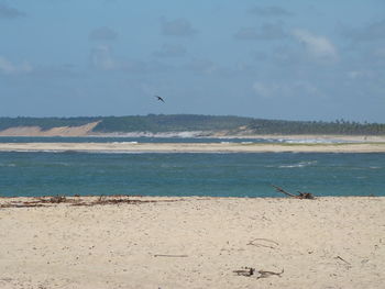 Birds flying over beach against sky
