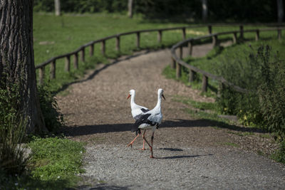 View of two storks on field