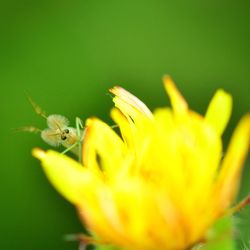 Close-up of insect on yellow flower