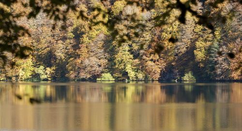 Scenic view of lake by trees