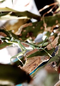 Close-up of dry leaves on field