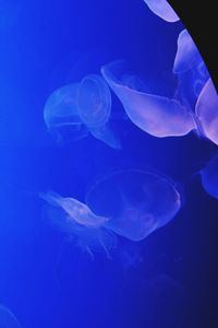 Close-up of jellyfish swimming in water