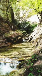 Stream flowing through rocks in forest