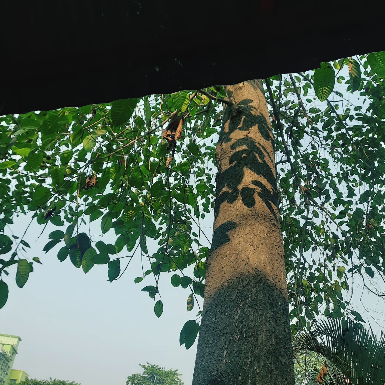 tree, plant, green, low angle view, leaf, nature, growth, tree trunk, trunk, jungle, flower, no people, day, plant part, branch, outdoors, beauty in nature, sky, forest