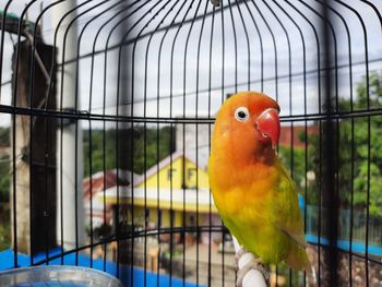 Yellow lovebird in cage