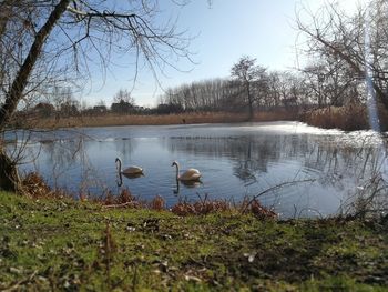 Ducks swimming in lake