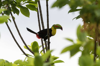 Low angle view of bird perching on tree