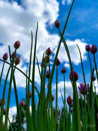 Close-up of flowering plants against sky