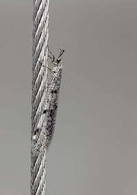 Low angle view of rope against clear sky