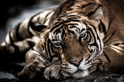 Close-up portrait of a tiger in zoo