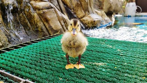 View of bird in water