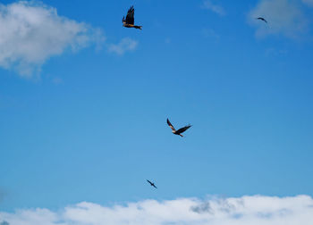 Low angle view of seagulls flying in sky