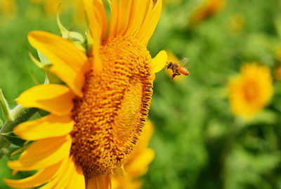 Close-up of yellow sunflower and bee