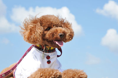 Low angle view of a dog against the sky