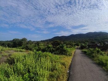 Scenic view of road amidst trees against sky