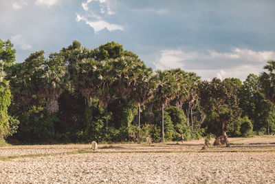 Trees on field against sky