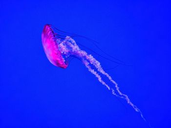 Close-up of jellyfish swimming in aquarium