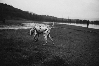 Dogs on field