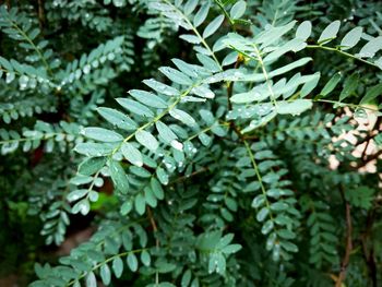 High angle view of fern leaves on tree