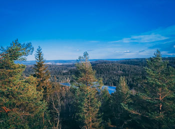 Scenic view of forest against blue sky