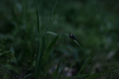 Close-up of insect on grass