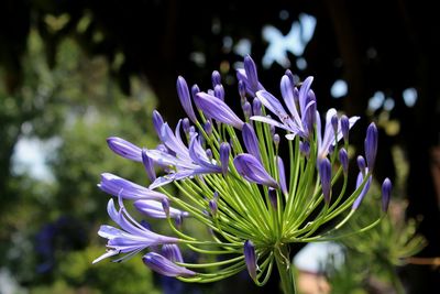 Close-up of flower blooming outdoors