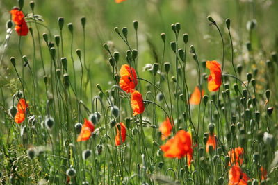 Close-up of orange poppy in field