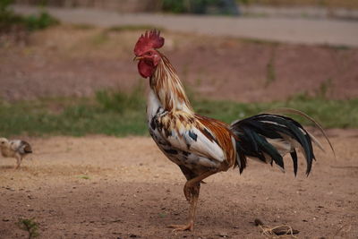 View of a bird on field