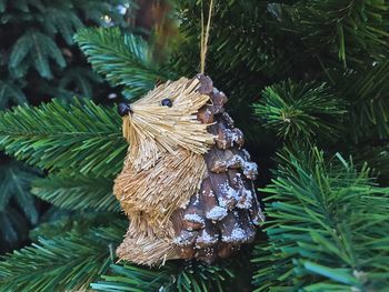 Close-up of christmas tree