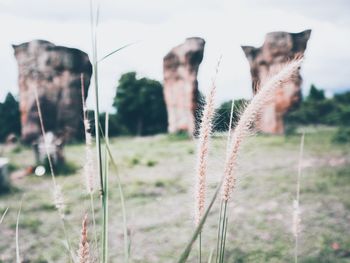 Close-up of plant on field against sky