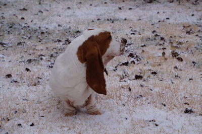 Dog sitting on field